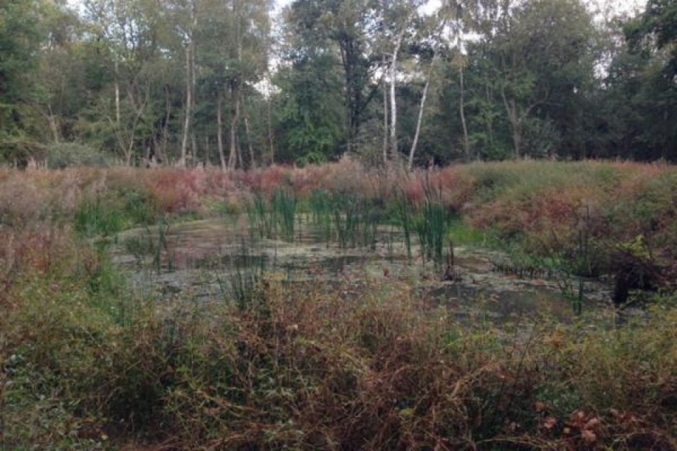 6 months after planting and the receptor pond supports an abundance of bankside and emergent vegetation suitable for great crested newts and other wildlife.