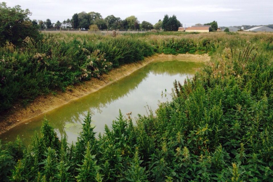 9 months on and the pond still holds water and the margins are well vegetated.