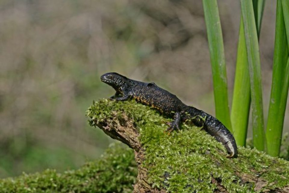 newt