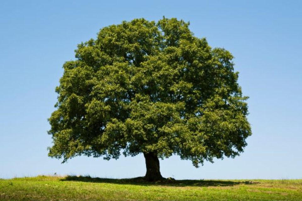 oak tree